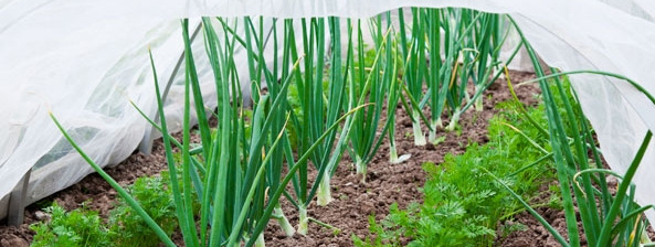 Im Fokus: Pflanzenschutz Gemüsegarten