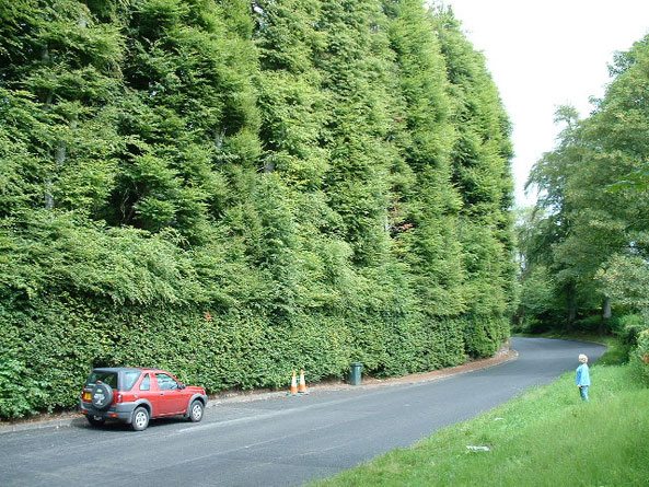 Meikleour Beech Hedge - höchste Hecke der Welt