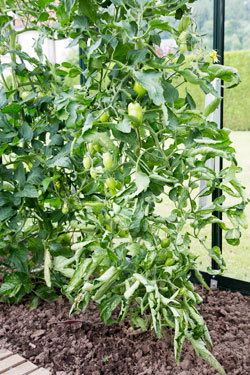 Eingerollte Tomatenblätter - Trockenheit, Stickstoffüberschuss