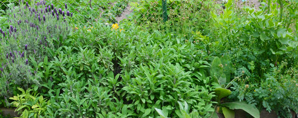 Kräuter im eigenen Garten