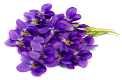 Veilchenblüten