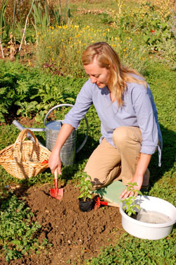 Kräuter im eigenen Garten pflanzen
