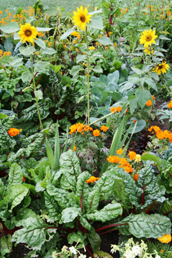 Zier- und Nutzgarten - Blumen im Gemüsebeet