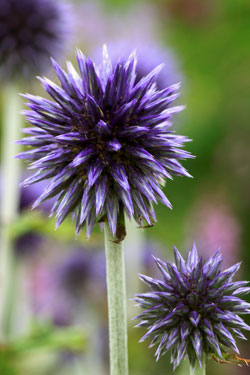 Kugeldistel