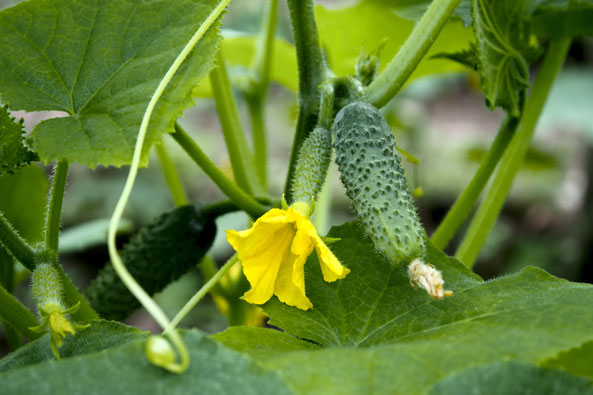 Gurkenblüte und -frucht