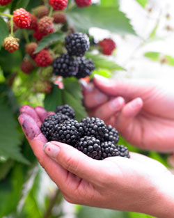 Brombeeren