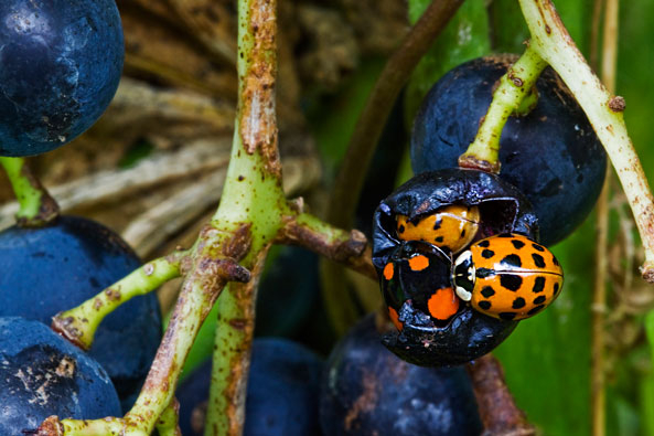 Asiatische Marienkäfer an Weintrauben