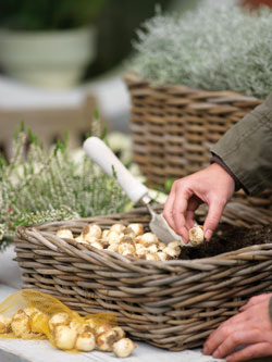 Zwiebelblumen für den Balkon