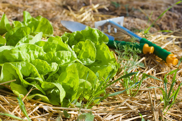 Mulch im Garten