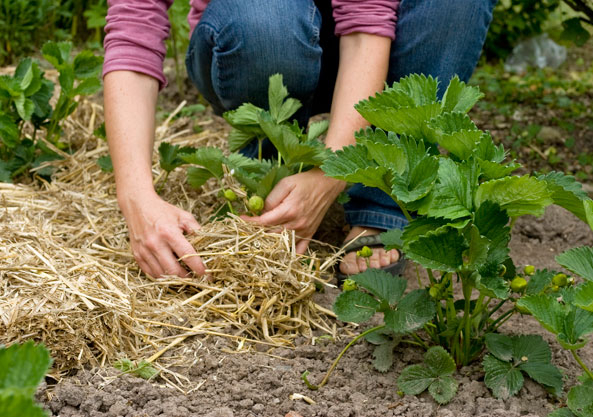 Mulchmaterial – Stroh