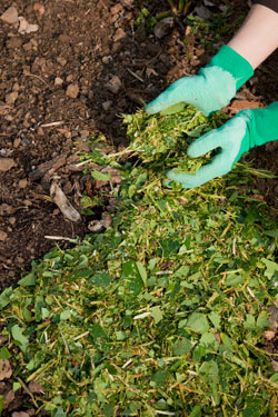 Mulchmaterial - Schreddergut von Gehölzen