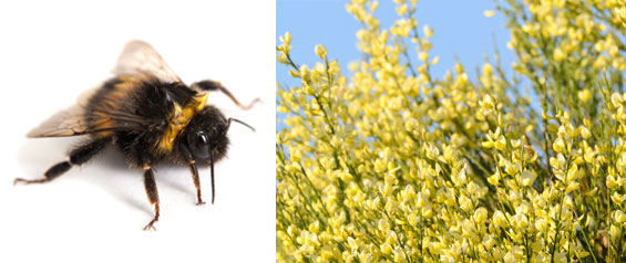 Frühblüher für Nützlinge - Hummel auf Elfenbein-Ginster