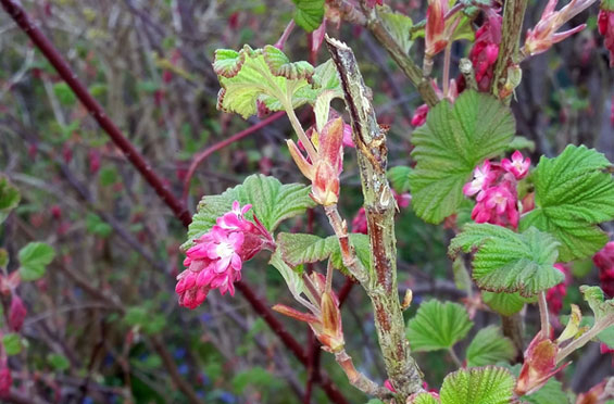 Blutjohannisbeeren bieten Nützlingen Nahrung