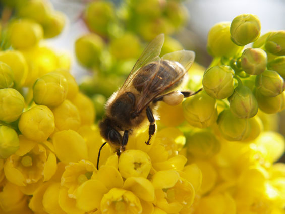 Blüten der Mahonie bieten Wildbienen reichlich Nahrung