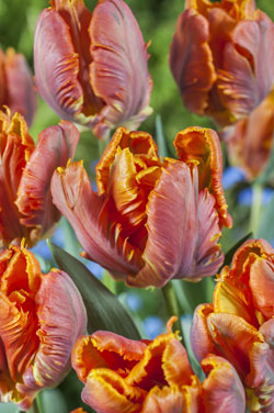 Papageien-Tulpen ‘Blumex’