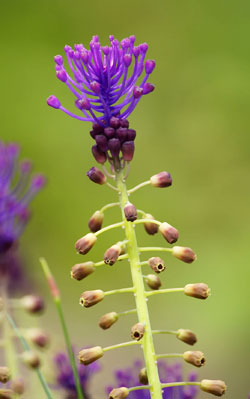 Blüten der Schopfigen Traubenhyazinthe