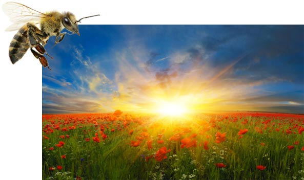 Verschwinden von Honigbienen