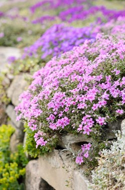 Polster-Phlox für Trockenmauern