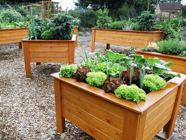 Gartenfreund Expertenforum - Hochbeet auf vier Beinen