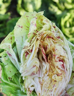 Gartenfreund Expertenforum - Radicchio ‘Galileo’