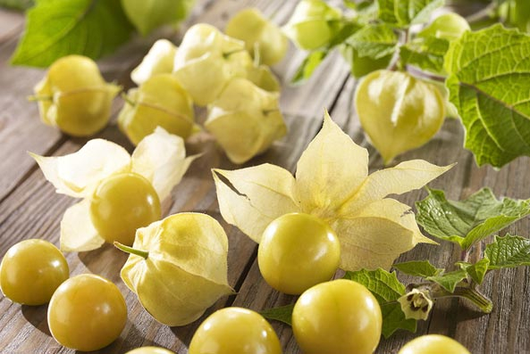 Gartenfreund Expertenforum - Ananaskirsche ‘Goldmurmel’