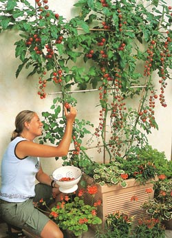 Gartenfreund-Expertenforum - Dreitriebig gezogene ‘Favorita’-Tomate