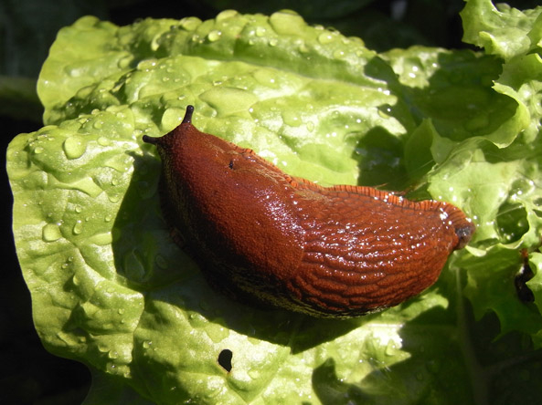 Nacktschnecke