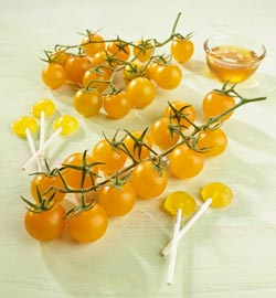 Gartenfreund Expertenforum - Neuzüchtung ‘Solena® Yellow’ F1