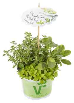 Gartenfreund Expertenforum - Praktische Gewürzkombination für Grillfreunde