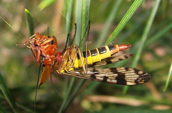 Gartenfreund Expertenforum - Skorpionsfliege