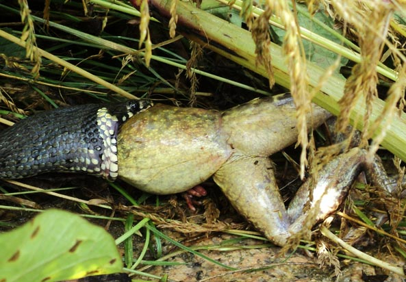 Gartenfreund Expertenforum - Ringelnatter frisst Frosch