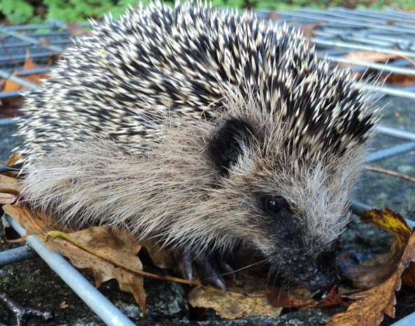 Gartenfreund Expertenforum - Schneckenkorn ist eine Gefahr für Igel