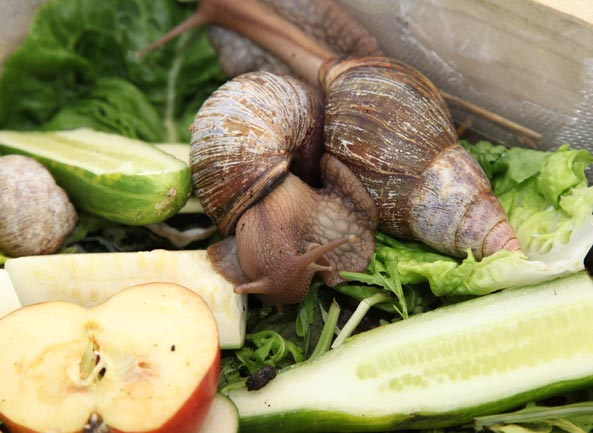 Gartenfreund Expertenforum - Afrikanische Achatschnecken