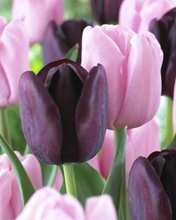 Gartenfreund Expertenforum - Tulpenkombination Duo „Candy Friends“