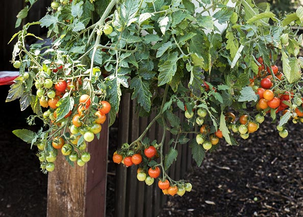 Gartenfreund Expertenforum - Kraut- und braunfäuletolerante Cherry-Buschtomate: ‘Lizzano’ F1