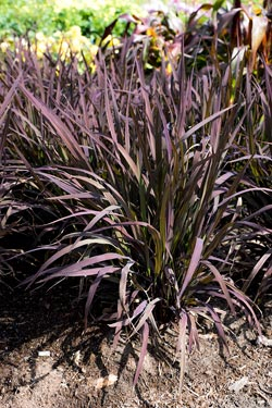 Gartenfreund Expertenforum - Zierreis ‘Black Madras’