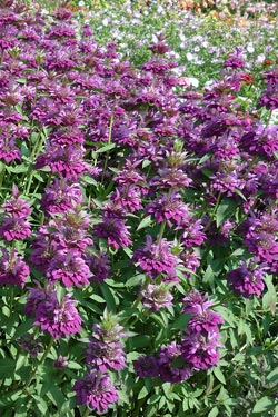 Gartenfreund Expertenforum - Indianernessel
