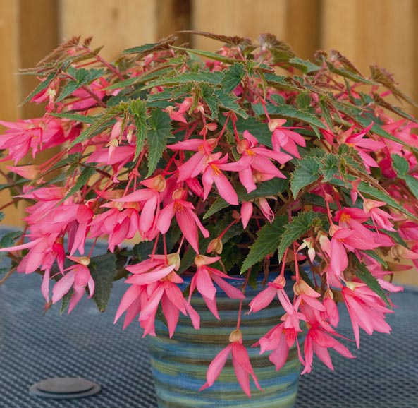 Gartenfreund Expertenforum - Andenbegonie ‘La Paz’