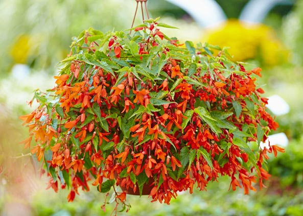 Gartenfreund Expertenforum - Hängebegonie ‘Belina Orange’
