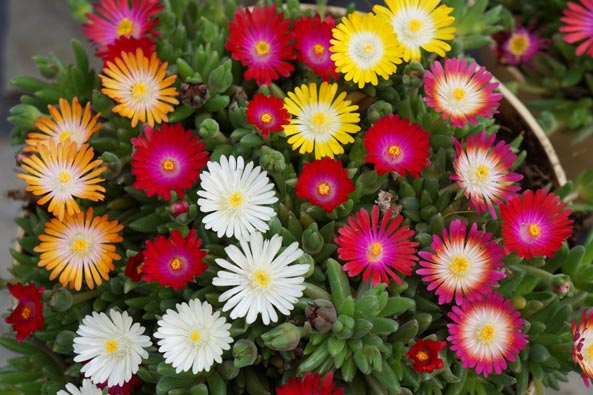 Gartenfreund Expertenforum - Staudenmittagsblume ‘Jewel of Desert’