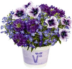 Gartenfreund Expertenforum - Blumen-Trio „Caledonia“