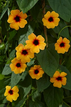 Gartenfreund Expertenforum - Schwarzäugige Susanne ‘Arizona Terracotta’