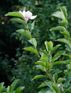 Frühjahrsblüte im Herbst