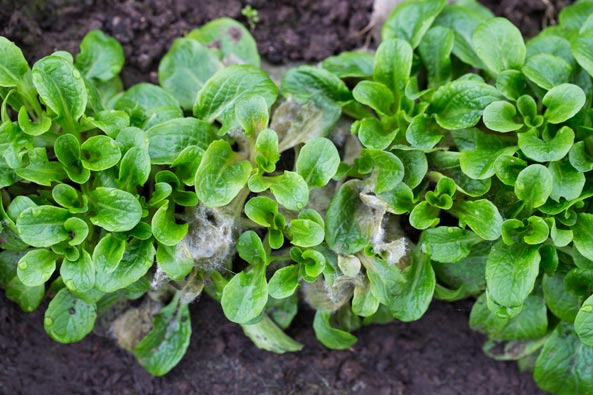 Pilzkrankheiten an Feldsalat