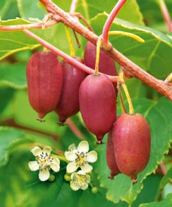 ‘KiwiBerry® Red Jumbo’