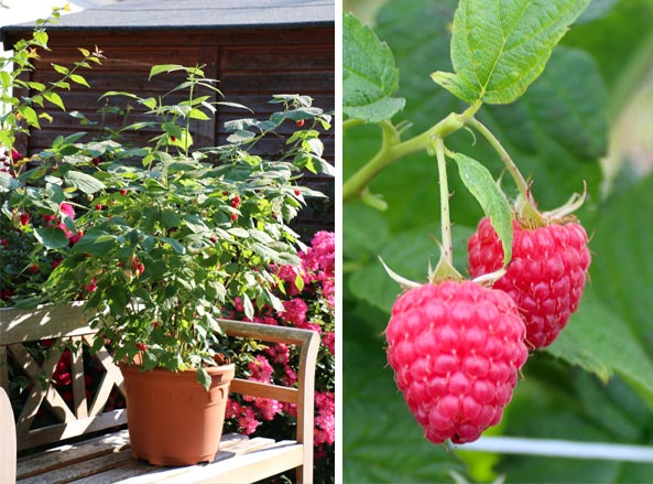 Neue Obstsorten - Herbsthimbeere ‘Lowberry® Little Red Princess®’