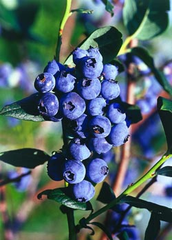 Neue Obstsorten - Heidelbeersorte ‘Hortblue Petite®’