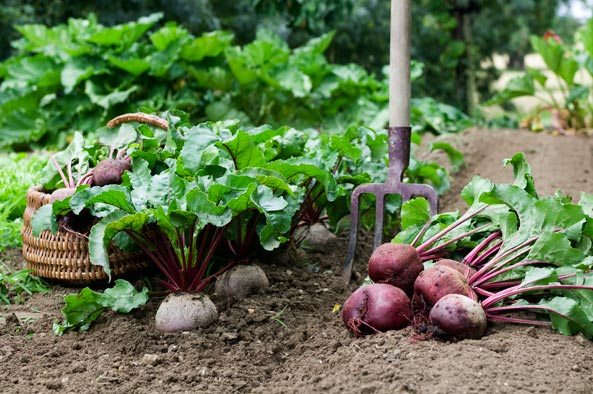 Gemüsegarten Oktober - Rote Bete
