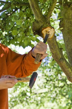 Obstgarten Oktober - Astpartien vom Obstbaumkrebs befallen