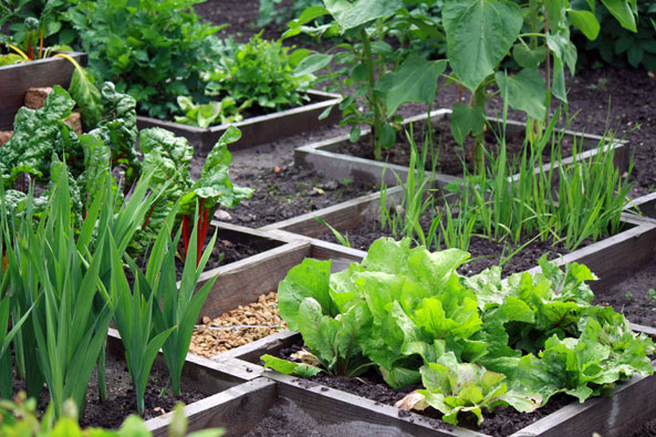 Gartengestaltung - Gärtnern im Quadrat